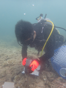 沖縄県サンゴ礁保全再生地域モデル事業