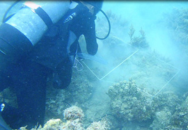 沖縄県サンゴ礁保全再生地域モデル事業のお手伝い